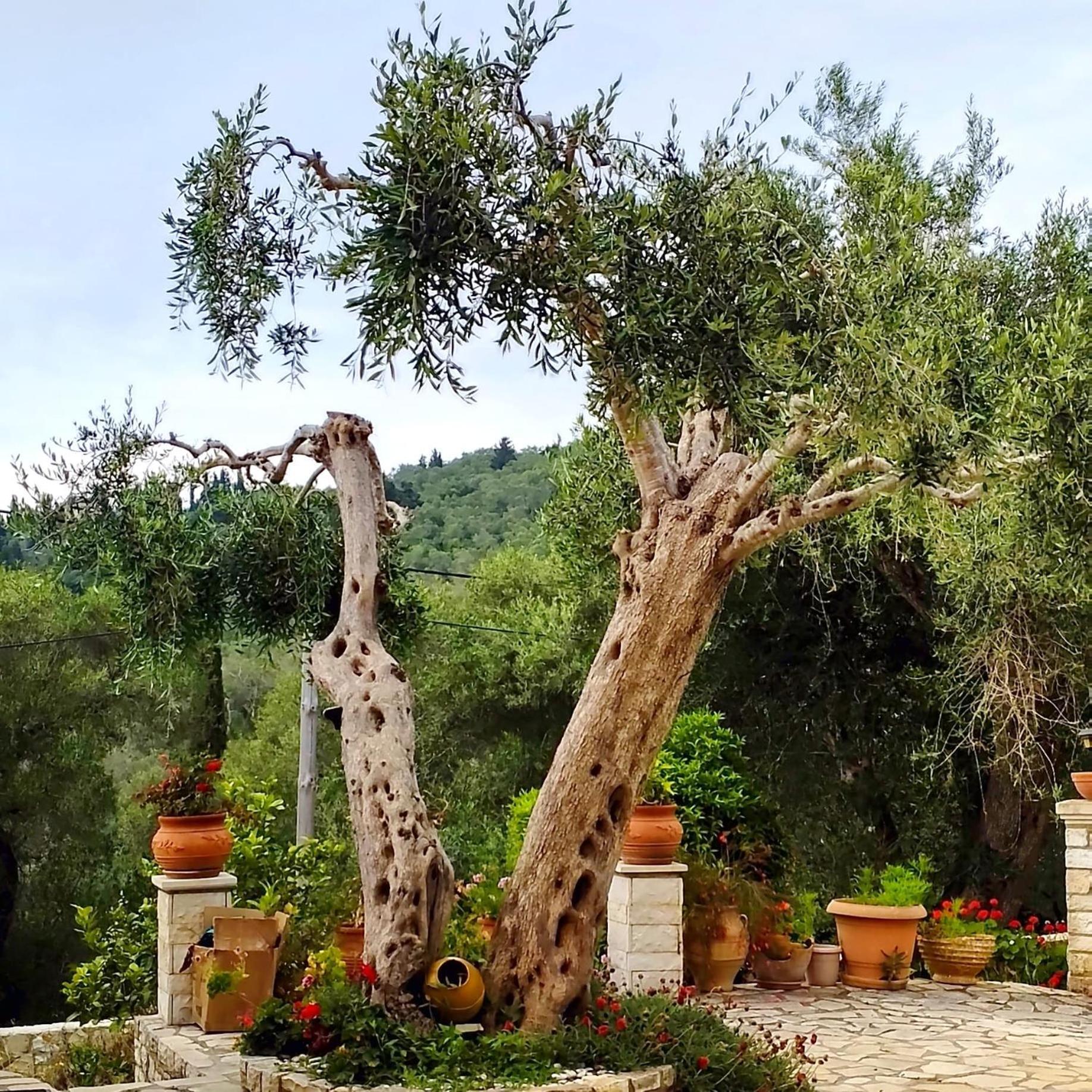 Villa Raxi Fountana Exterior foto